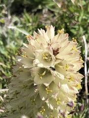 Campanula thyrsoides
