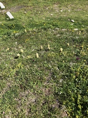 Campanula thyrsoides