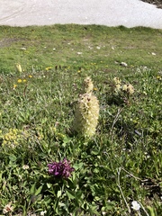 Campanula thyrsoides