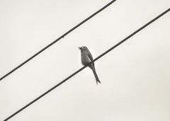 Dicrurus leucophaeus stigmatops