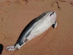 Delphininae
