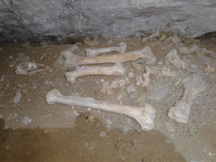 Dinornithiformes