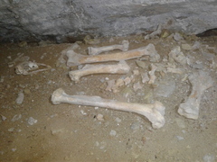 Dinornithiformes