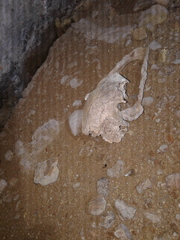Dinornithiformes