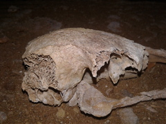Dinornithiformes