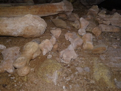 Dinornithiformes