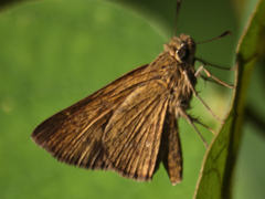 Polytremis lubricans