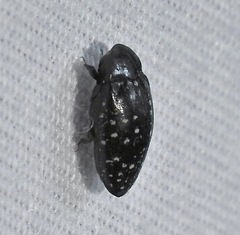 Chelonarium lecontei