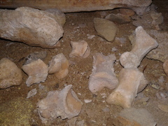 Dinornithiformes