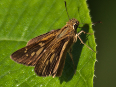 Polytremis lubricans