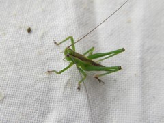 Conocephalomima barameda