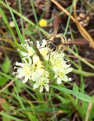 Andrena prunorum