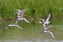 Limosa limosa