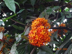 Saraca asoca