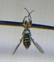 Solva marginata