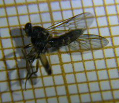 Solva marginata