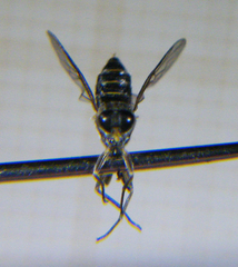 Solva marginata
