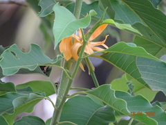 Magnolia champaca