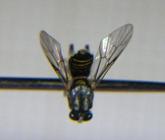 Solva marginata