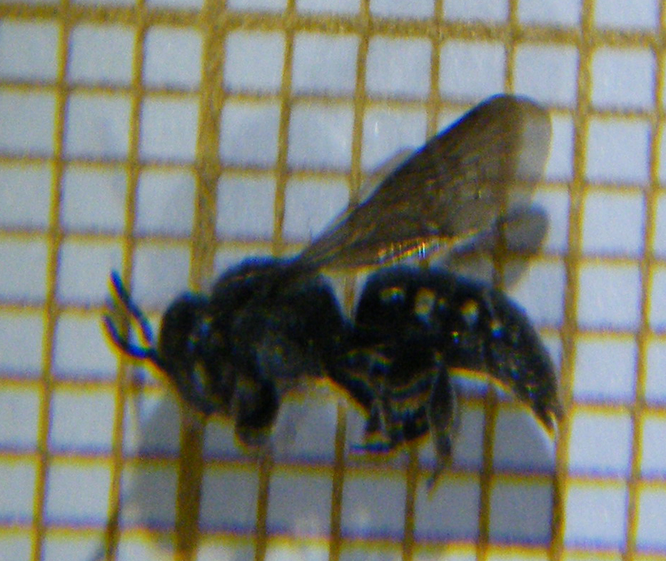 Spotted Dark Bee
