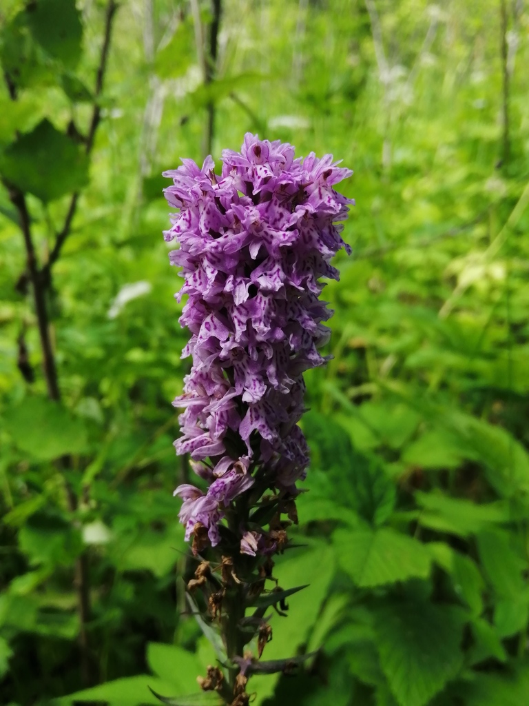 Common Spotted Orchid from Буланаш, Свердловская обл., Россия, 623794 ...