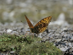 Argynnis niobe