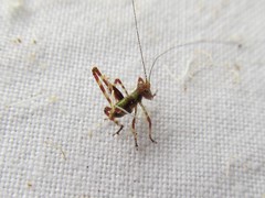 Caedicia scalaris