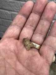 Hoplodrina octogenaria