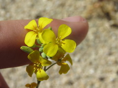 Physaria tenella