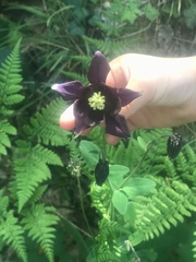 Aquilegia atrata