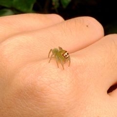 Artabrus erythrocephalus