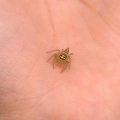 Artabrus erythrocephalus