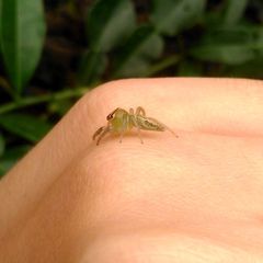 Artabrus erythrocephalus