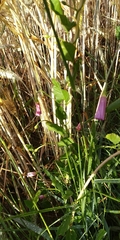 Convolvulus arvensis