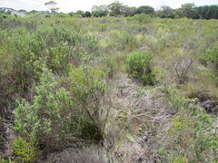 Schoenus inconspicuus