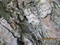 Trichopteryx polycommata