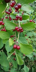 Lonicera xylosteum