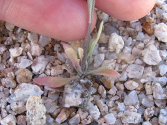 Physaria tenella