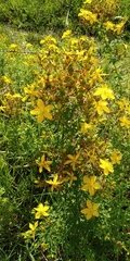 Hypericum perforatum