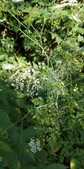 Daucus carota