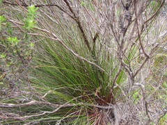 Schoenus inconspicuus