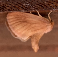 Tortricidia testacea