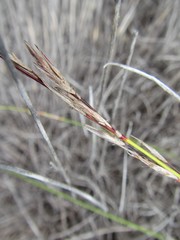 Schoenus inconspicuus