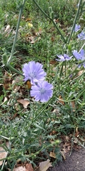 Cichorium intybus