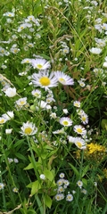 Erigeron annuus
