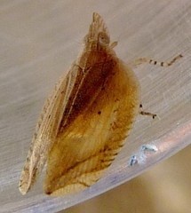 Lophops saccharicida