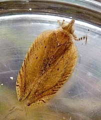 Lophops saccharicida