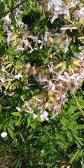 Saponaria officinalis