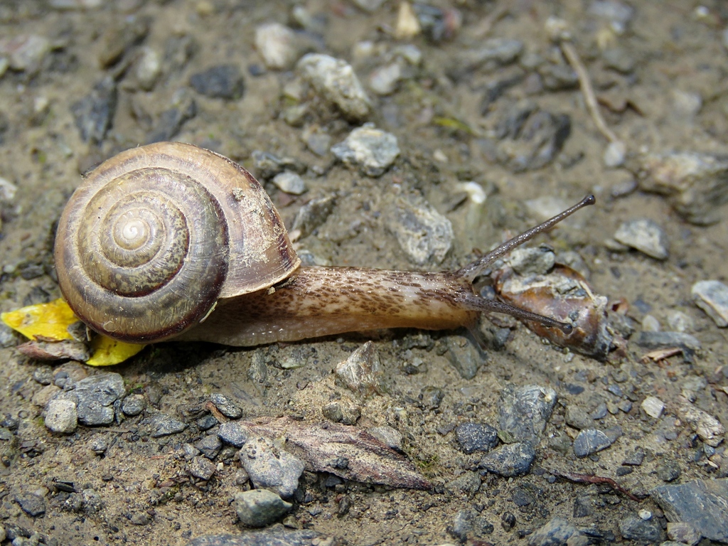 Fruticicola helvola