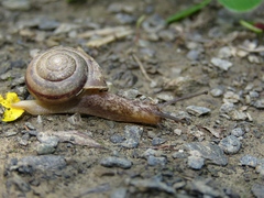 Fruticicola helvola